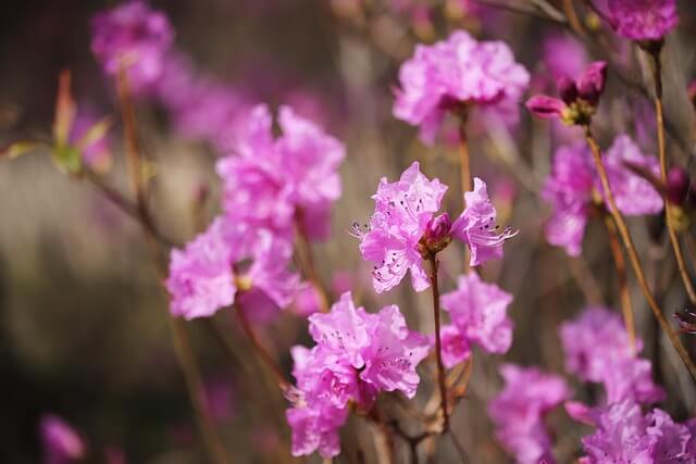 창녕 화왕산 진달래 