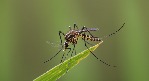 일본뇌염 매개모기(작은빨간집모기)