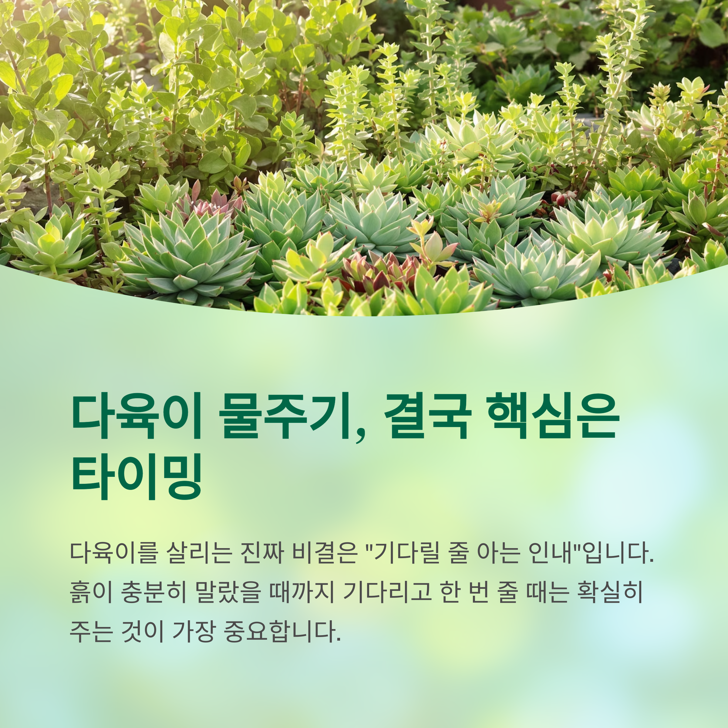 다육이 물주기, 핵심은 타이밍