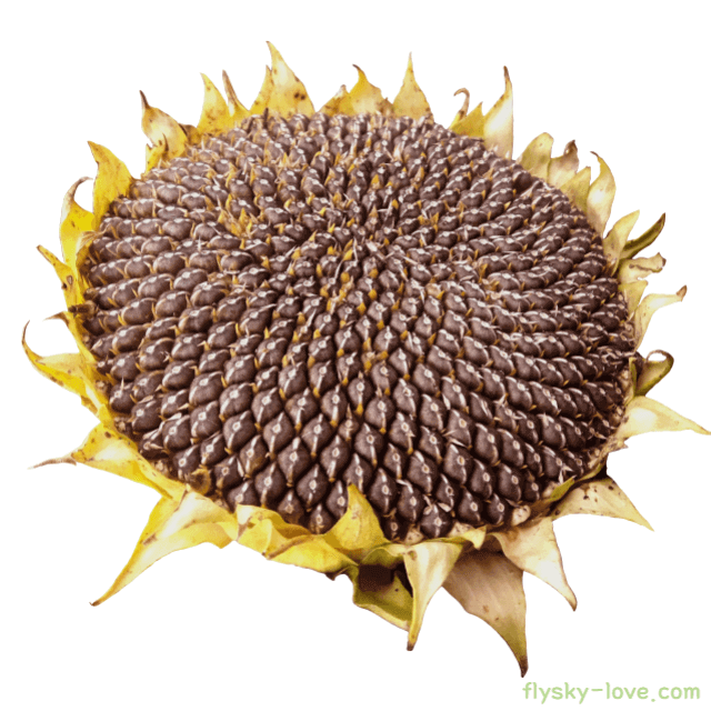 해바라기씨 효능