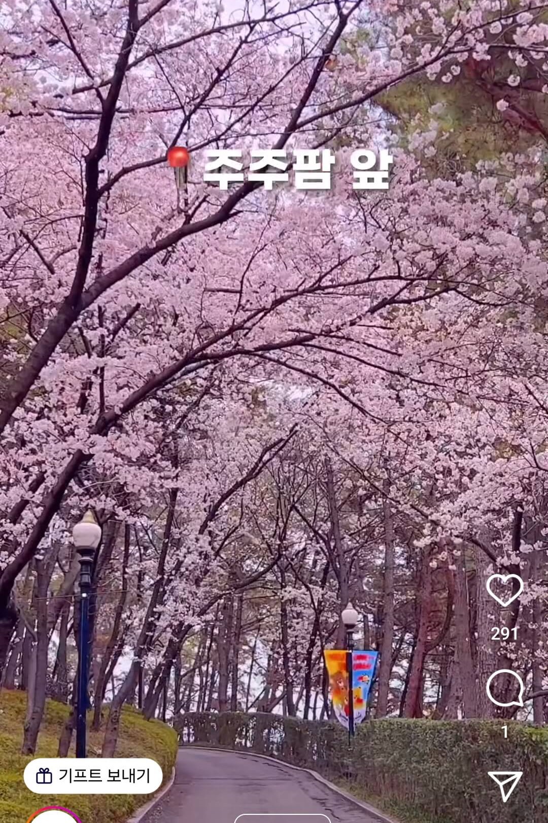 이월드 블라썸 