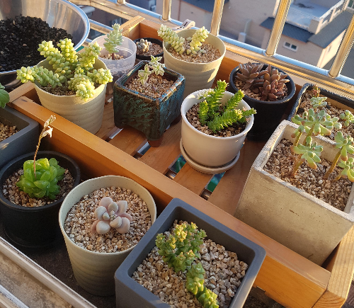 웃자람을 막는 방법 (빛 부족, 가지치기, 관리법)