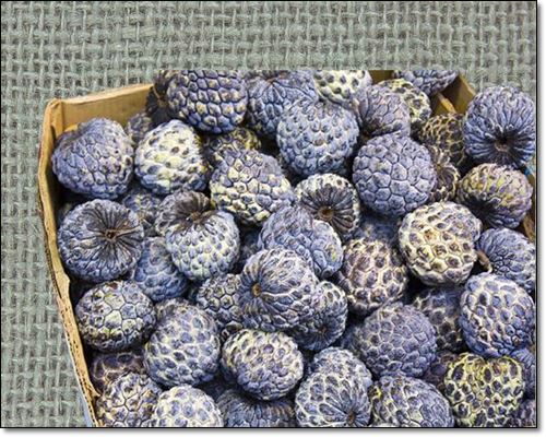 체리모야는 맛있고 건강에도 좋다