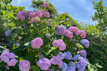 제주 휴애리 수국축제