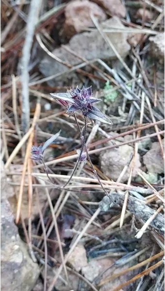 약용식물 가는잎산들깨 석향유 여름철 한방재 건강 효과_21