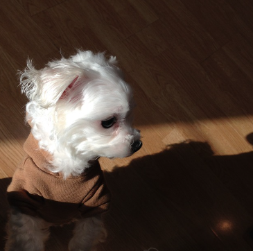 first day with new pet