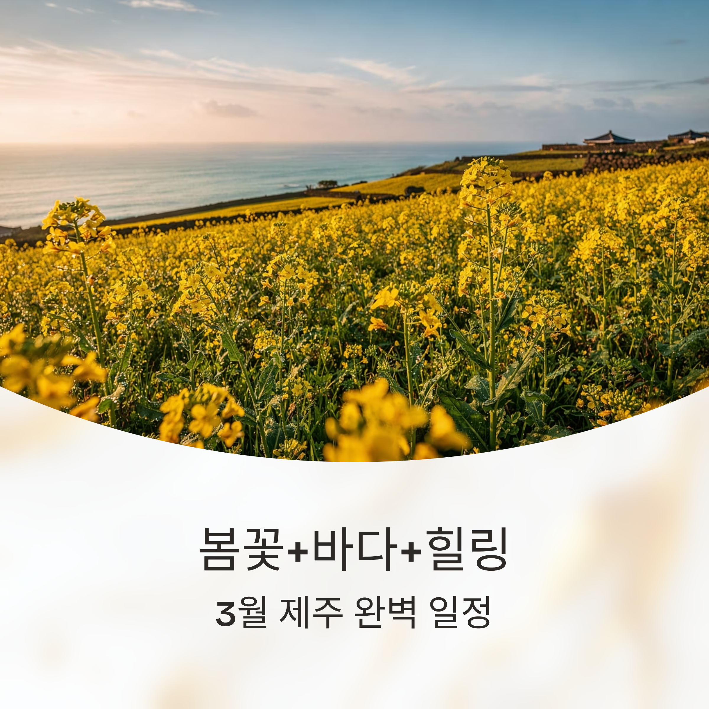 봄꽃+바다+힐링, 3월 제주 완벽 일정 제안
