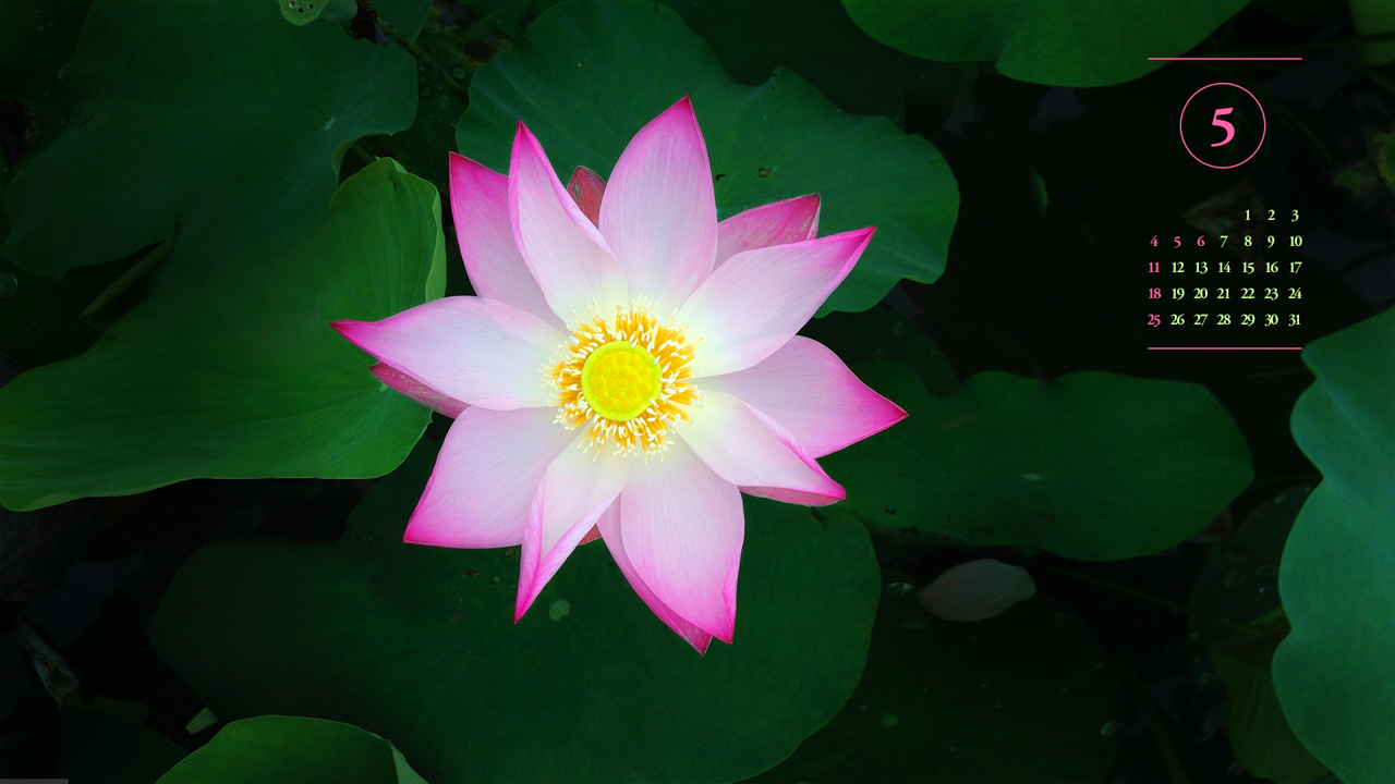 12 연꽃과 꽃턱 A - 2025년5월 노트북배경화면
