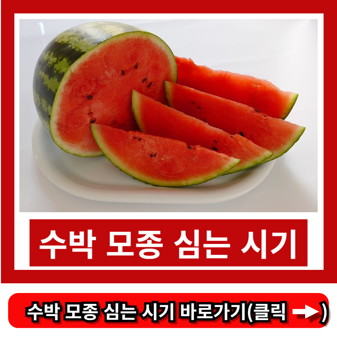 수박 모종 심는 시기