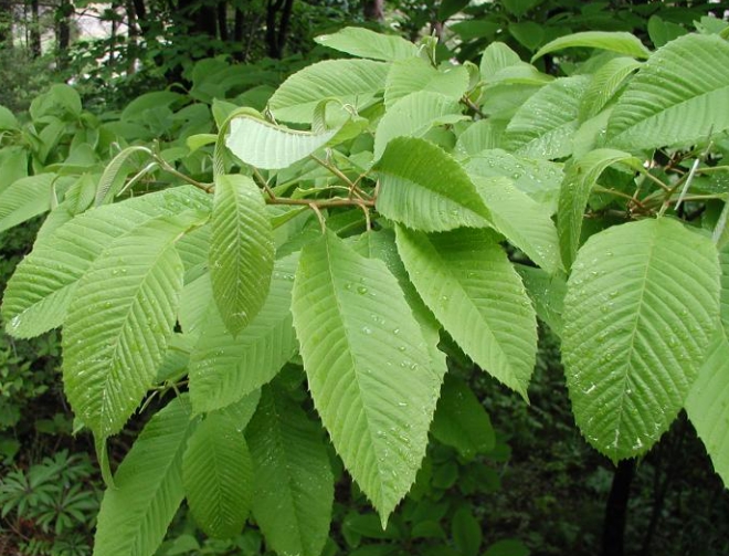 한국의 떡 종류 꼬장떡-밤나무 잎