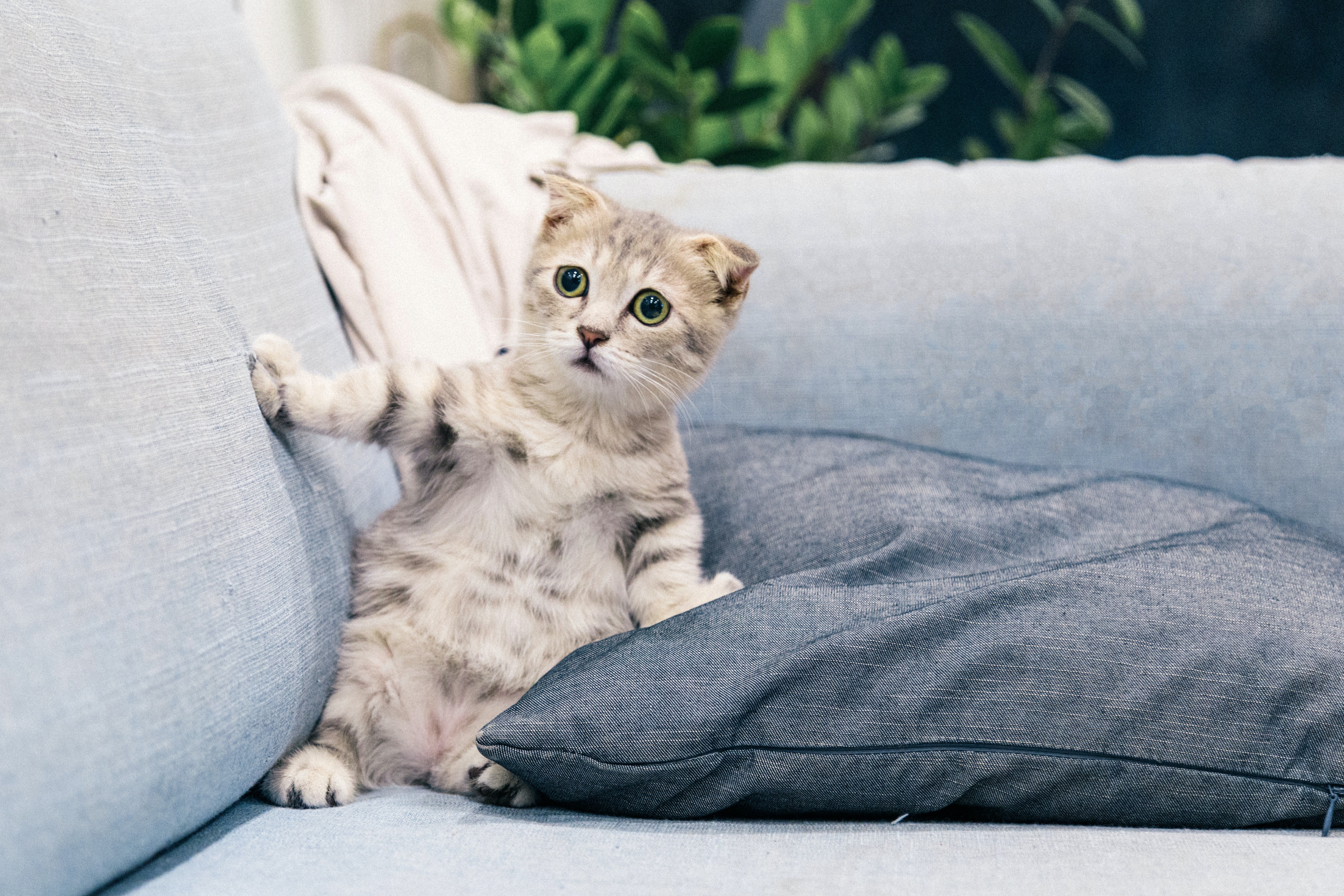고양이 당황