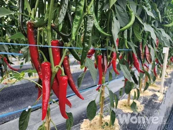 고추 재배 모종 고르기 지주 설치 시비 요령_3