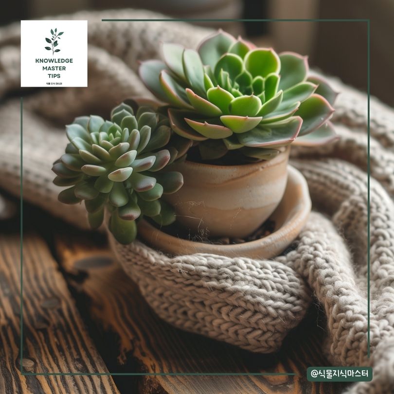 에케베리아 분갈이 가이드