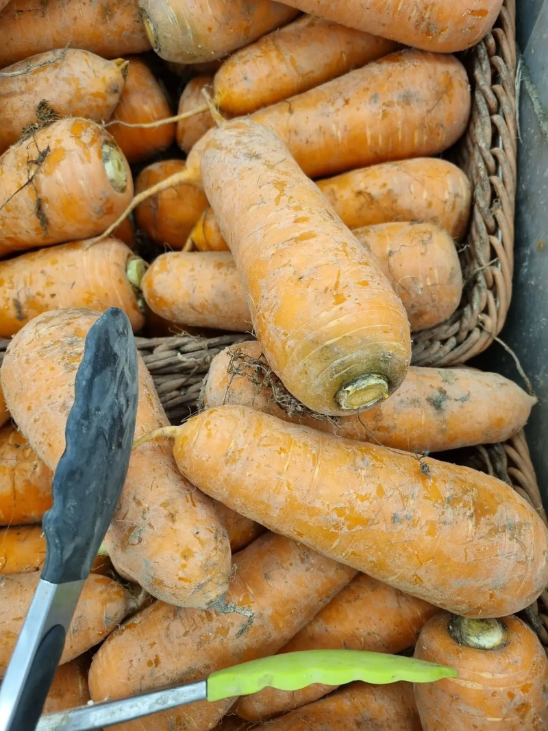 가을 당근 파종 시기 텃밭 관리 수확법