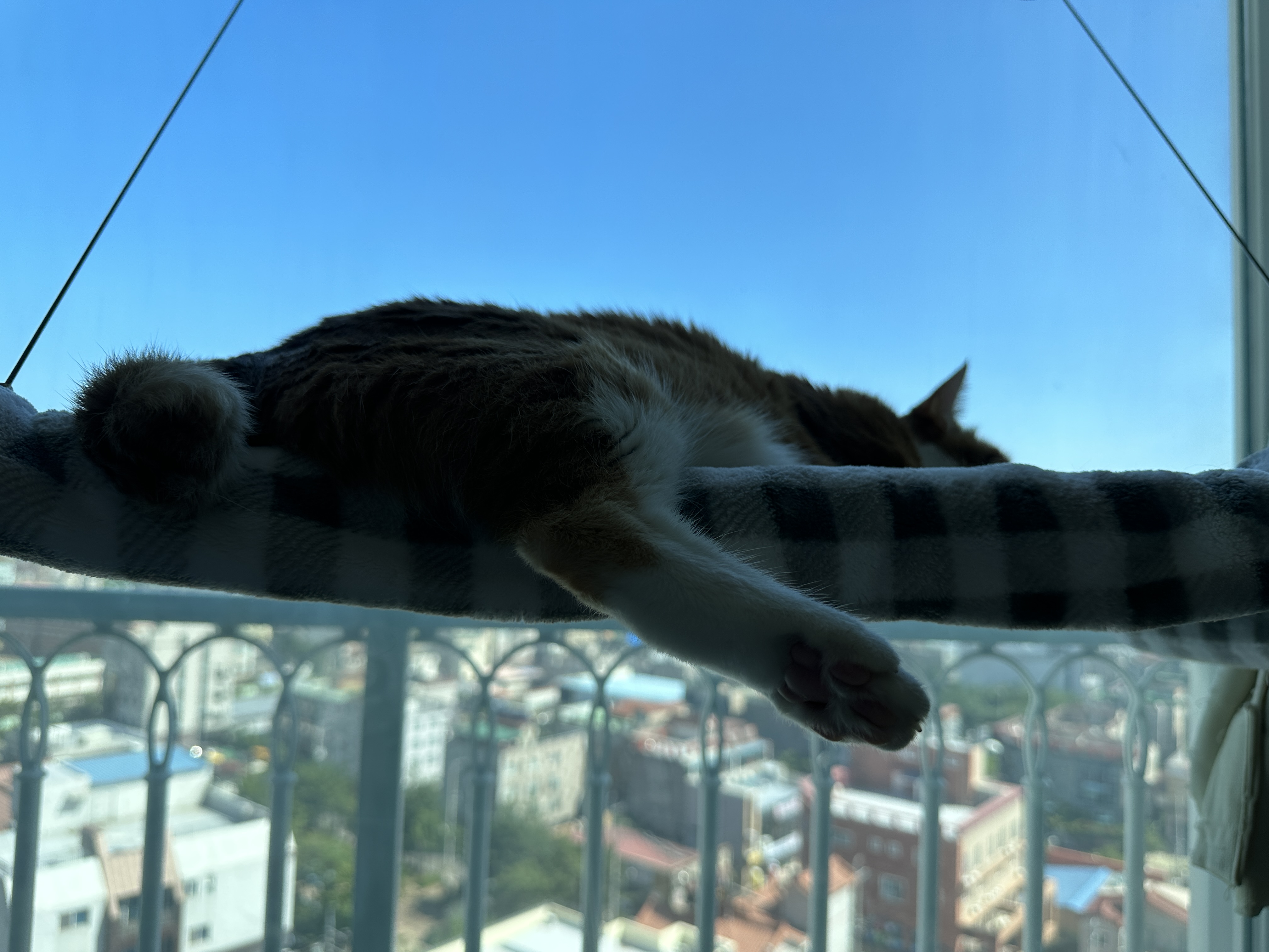 해먹_위에_늘어져_있는_고양이