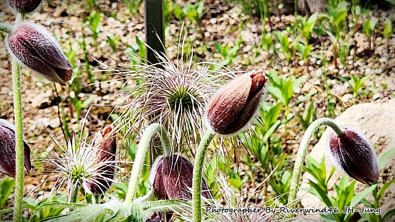 할미꽃, 백두옹(白頭翁) Pulsatilla Koreana
