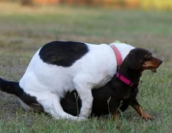강아지 마운팅 이유 해결 방법_47