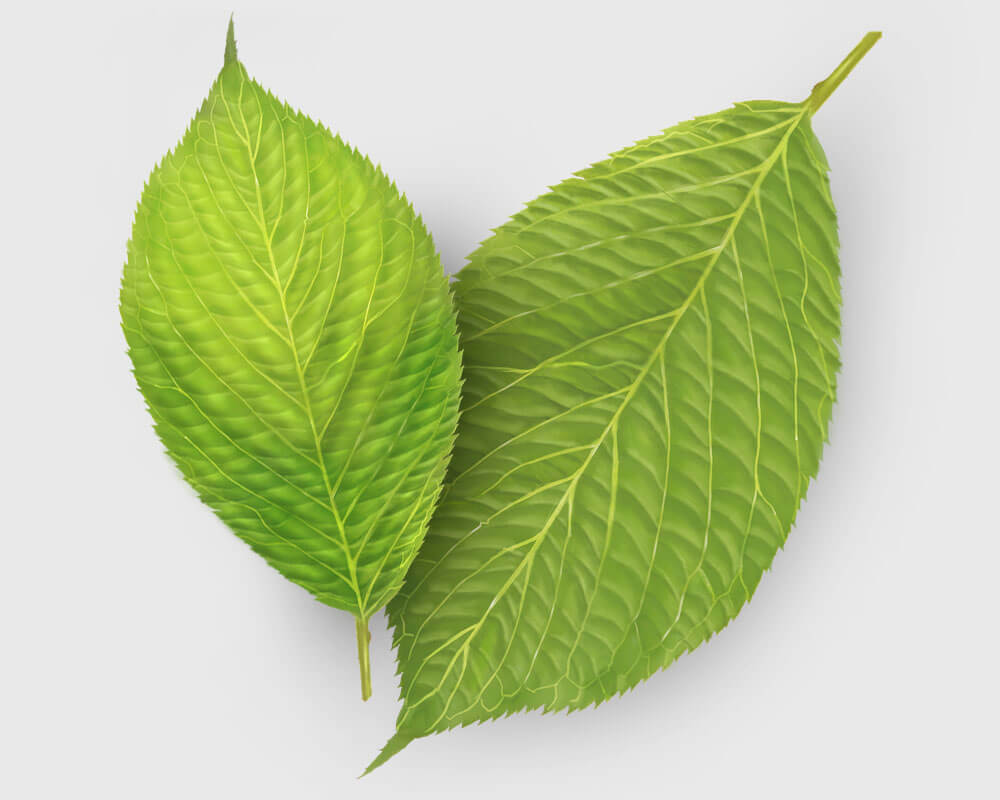 “깻잎-파종시기”