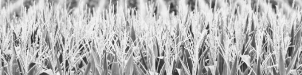 옥수수 파종시기, 옥수수 심는시기: 봄철