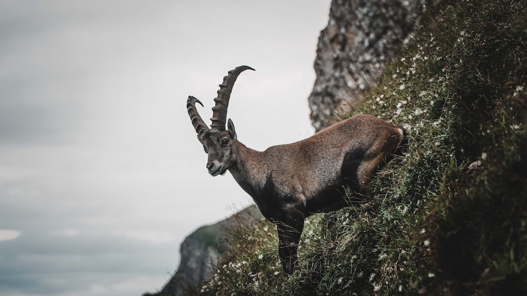 Capricorn