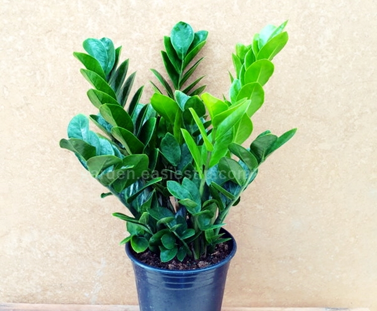 금전을 불러온다는 금전수