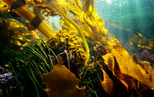 후코이단 부작용