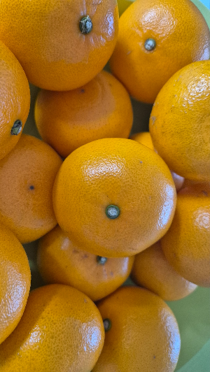 천혜향의 매력과 건강 효능에 대해 알아보기