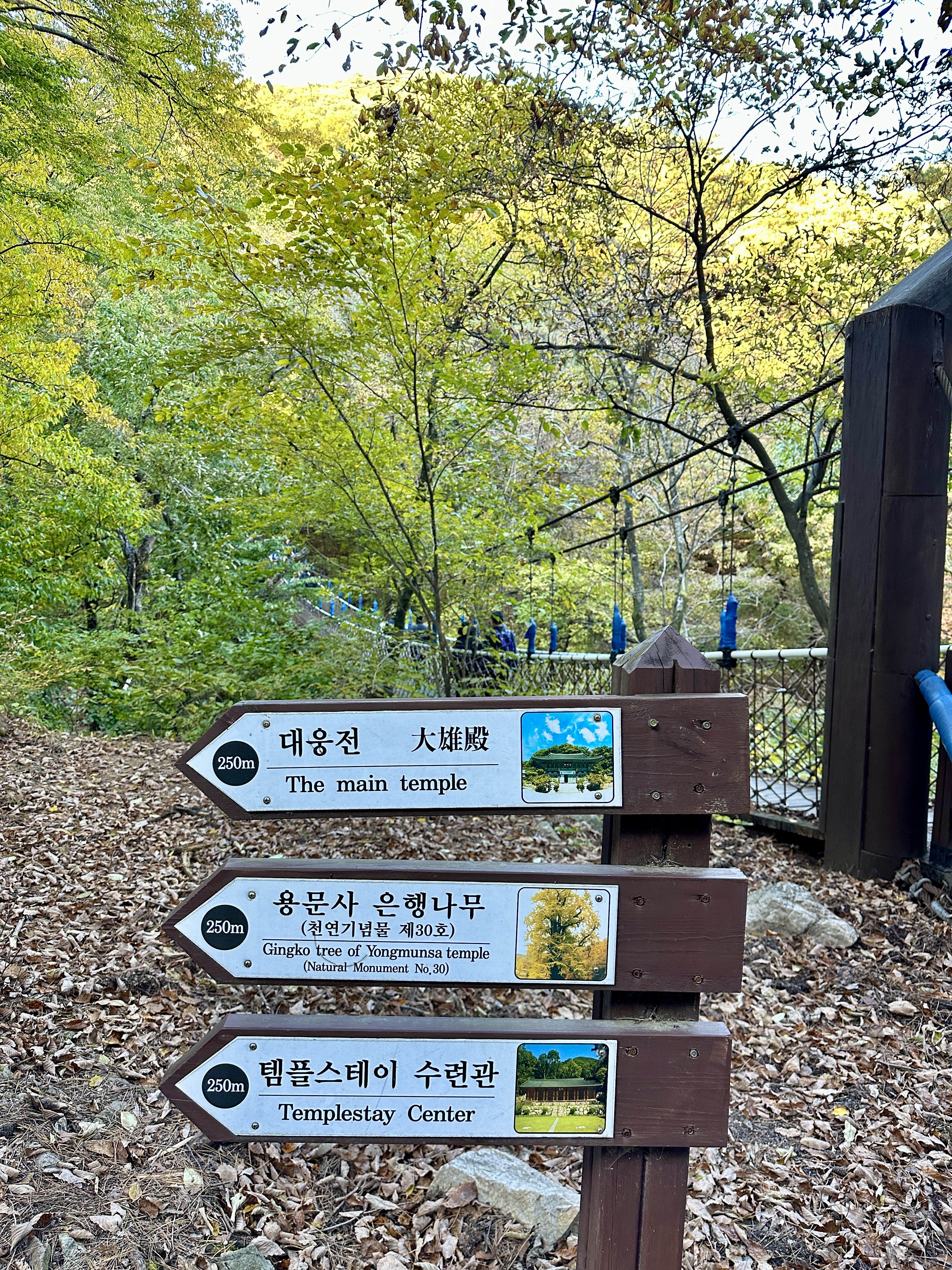 용문사 대웅전과 은행나무 가는길