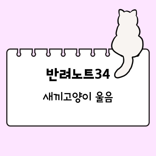 새끼고양이 우는 이유와 대처 방법