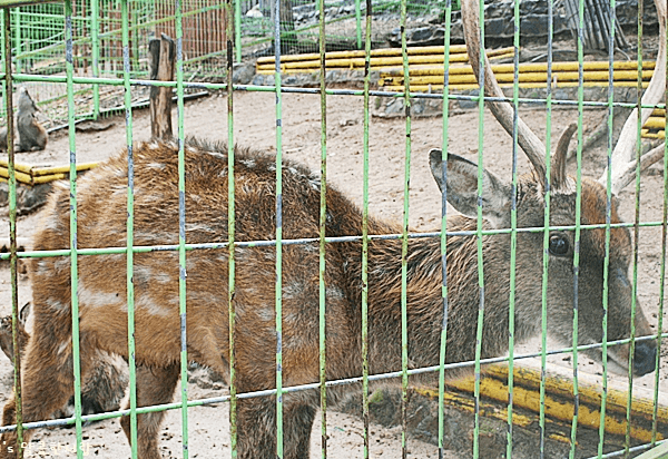 환호공원-사슴