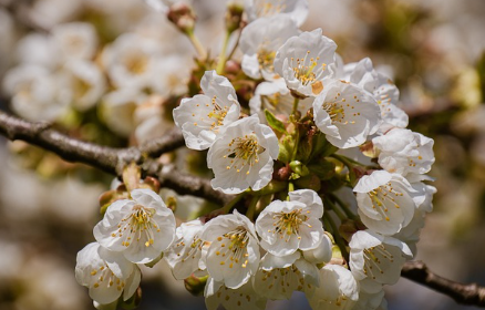 화담숲-예약-방법