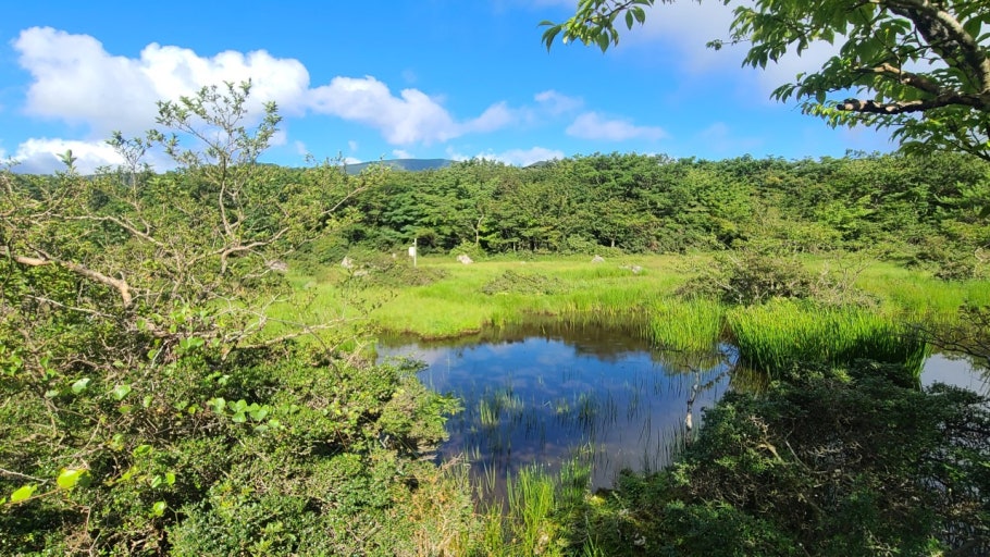해발 1,100m에 차로 올라가는 람사르 습지 — 제주 1100고지 완벽 가이드