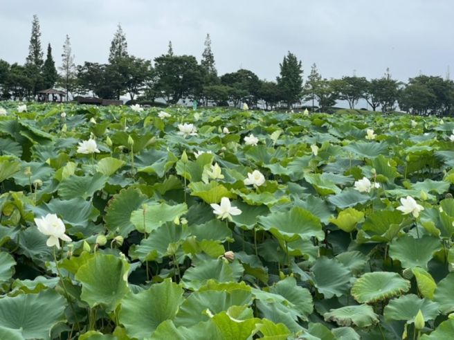 7월 국내 꽃축제 총정리