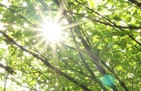 비타민d 부족증상 하루 권장량 