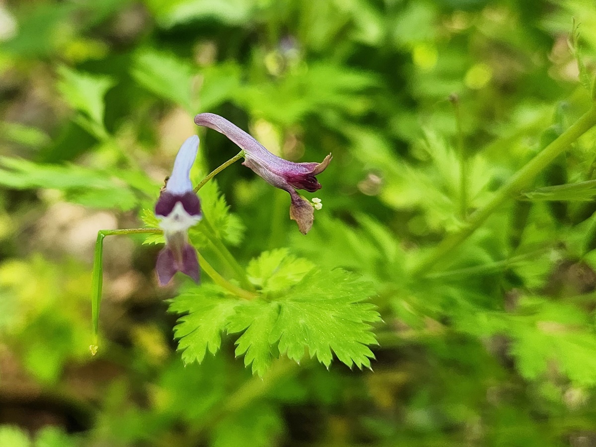 자주괴불주머니