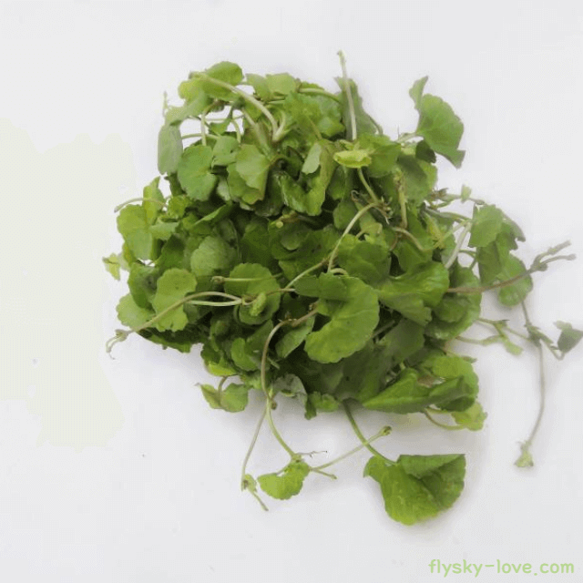 고투콜라(Gotu kola) 효능