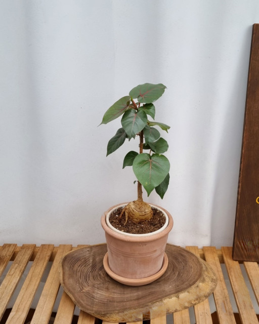  휘커스 페티올라리스