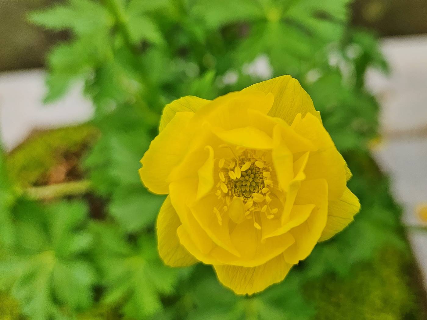 달빛금매화 (유럽금매화)