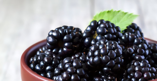 6월 제철음식, 복분자