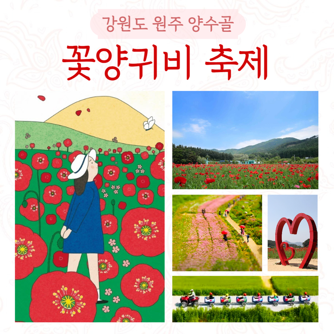 원주 꽃양귀비 축제