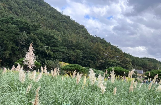 고창꽃객프로젝트-팜파스