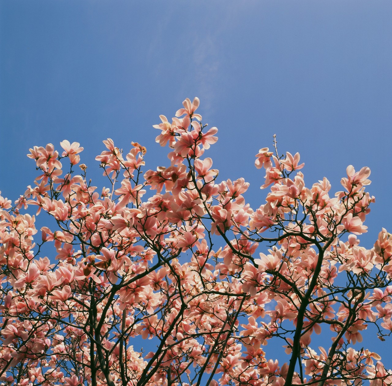천리포 수목원 내 목련 꽃 사진