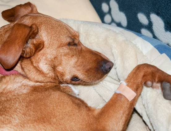 강아지 수명 단축시키는 건강관리 실수 5가지 초보 견주 필독