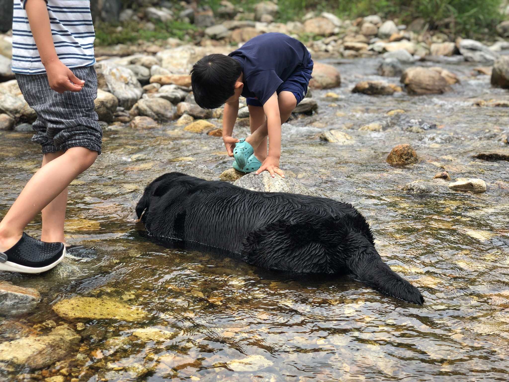 2025 가을 대형견 산책 용인 고기리계곡 단풍길 힐링코스