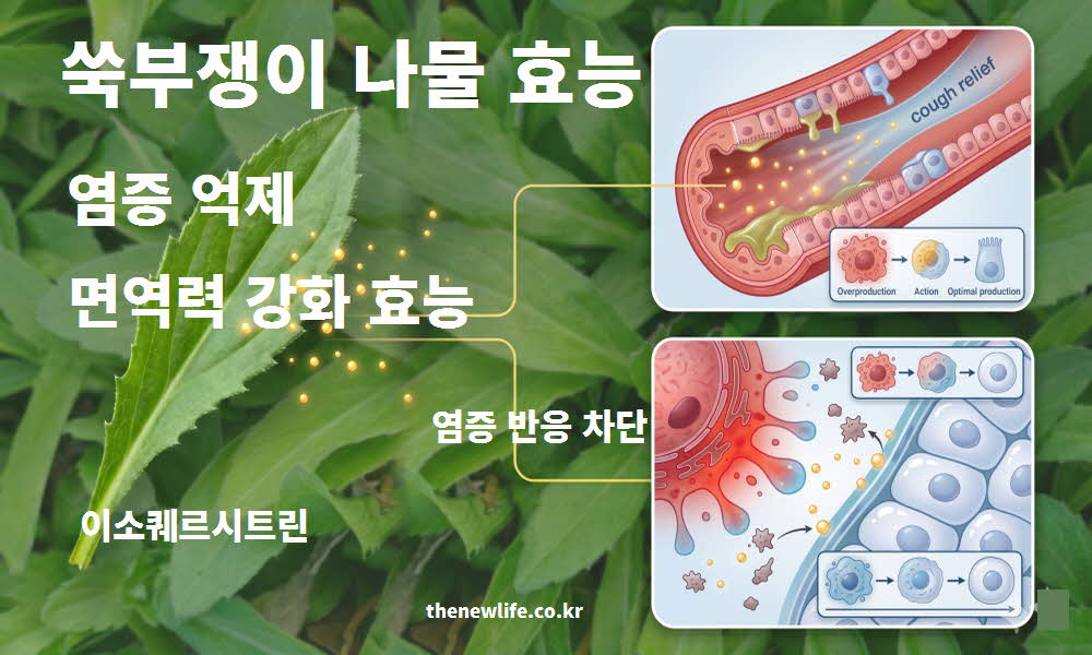 쑥부쟁이 나물 효능 염증 억제 면역력 강화