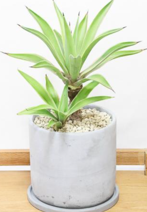  아가베 아테누아타