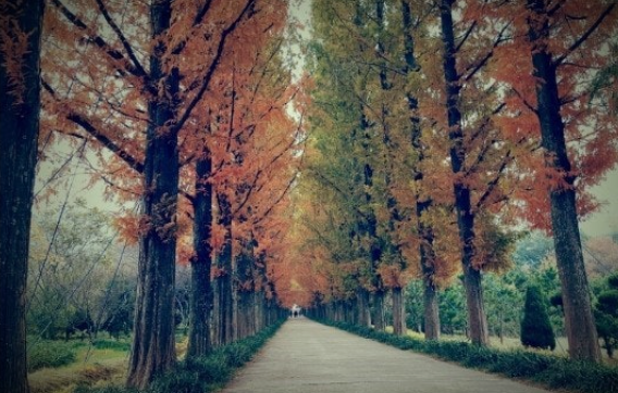 나주 산림자원연구소 메타세콰이어길 가을