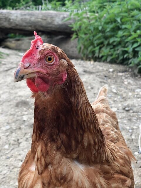 2024년 신년운세 닭띠 2월 쫙펴진 날개~