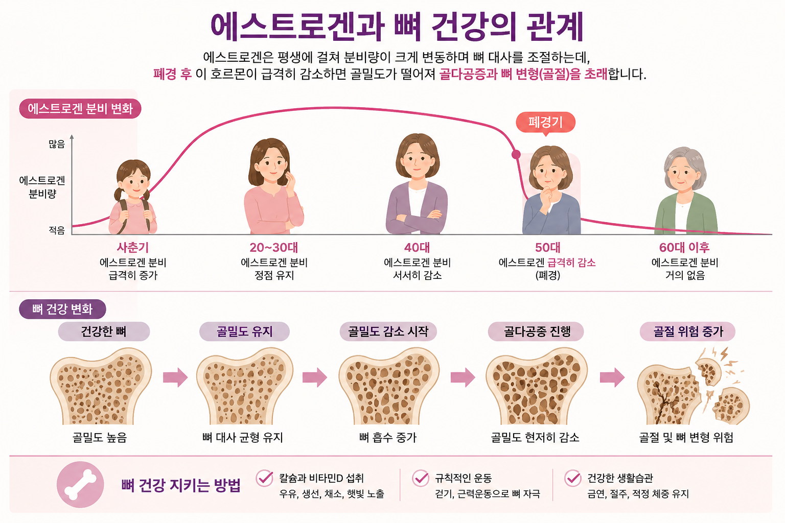 에스트로겐과 뼈건강의 관계