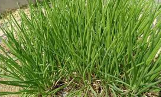 쪽파 언제 심어요? 가을 쪽파 봄 쪽파 심는 시기/종구/심는 방법/수확/보관